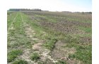 Property photo 2 - 60 Acres Productive Tillable Land